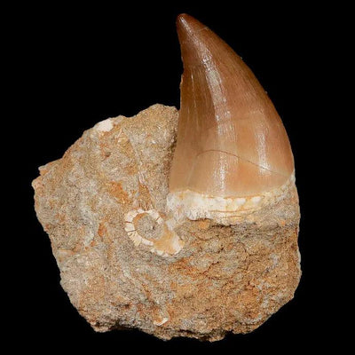 Why Mosasaurus Dinosaur Fossils Are Rare Finds And Can Set Your Collection Apart