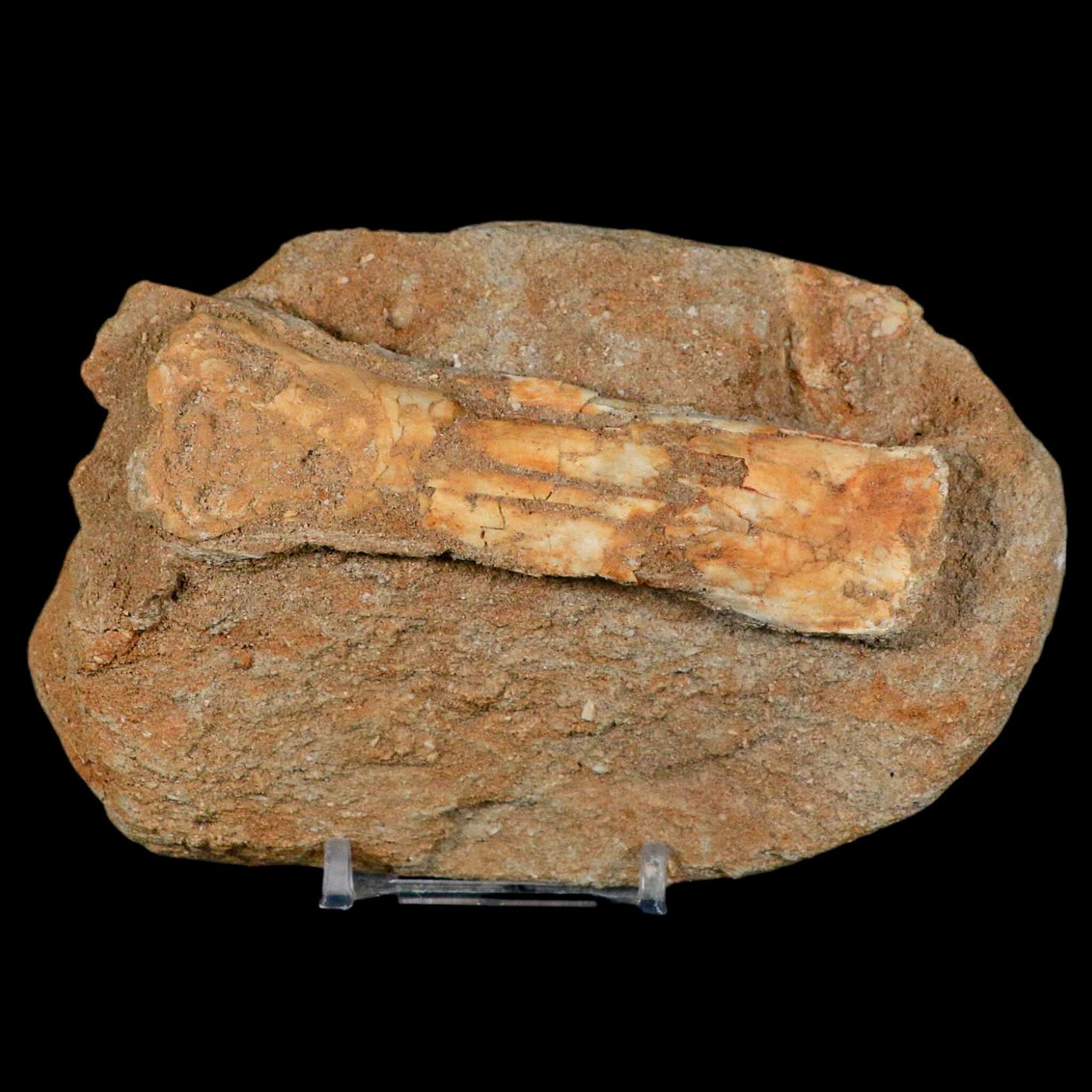 Do Pterosaur Fossils Finally Solve the Mystery of Flight?