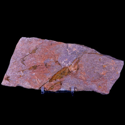 Common Rock Fossils You Can Find While Hiking