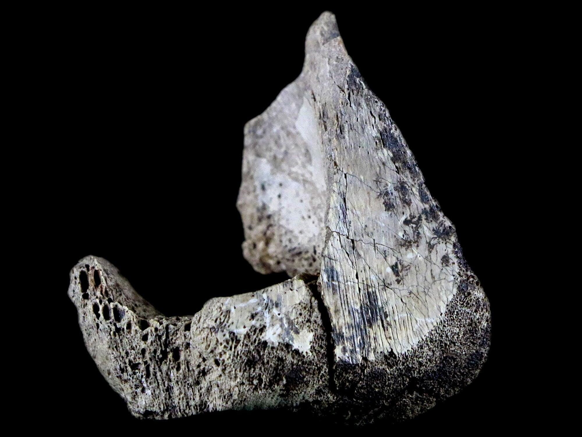 Albertosaurus Fossils
