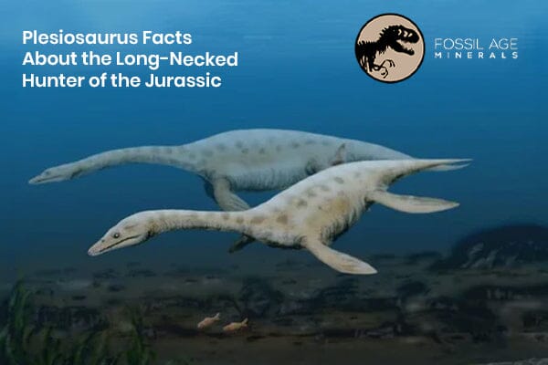 Plesiosaurus Facts About the Long-Necked Hunter of the Jurassic
