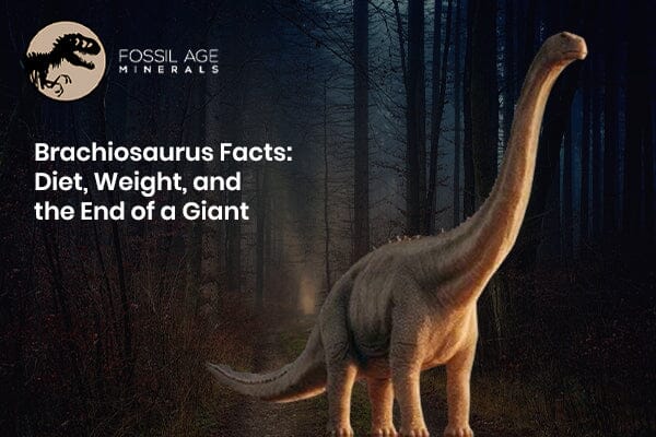 Brachiosaurus Facts: Diet, Weight, and the End of a Giant