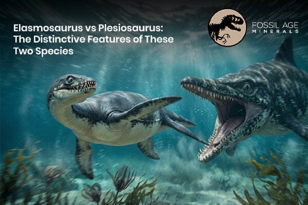 Elasmosaurus vs Plesiosaurus: The Distinctive Features of These Two Species