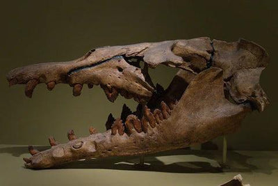 What Is Basilosaurus?