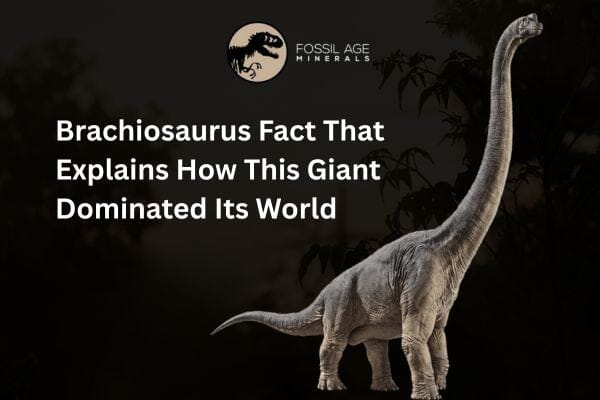 Brachiosaurus Fact