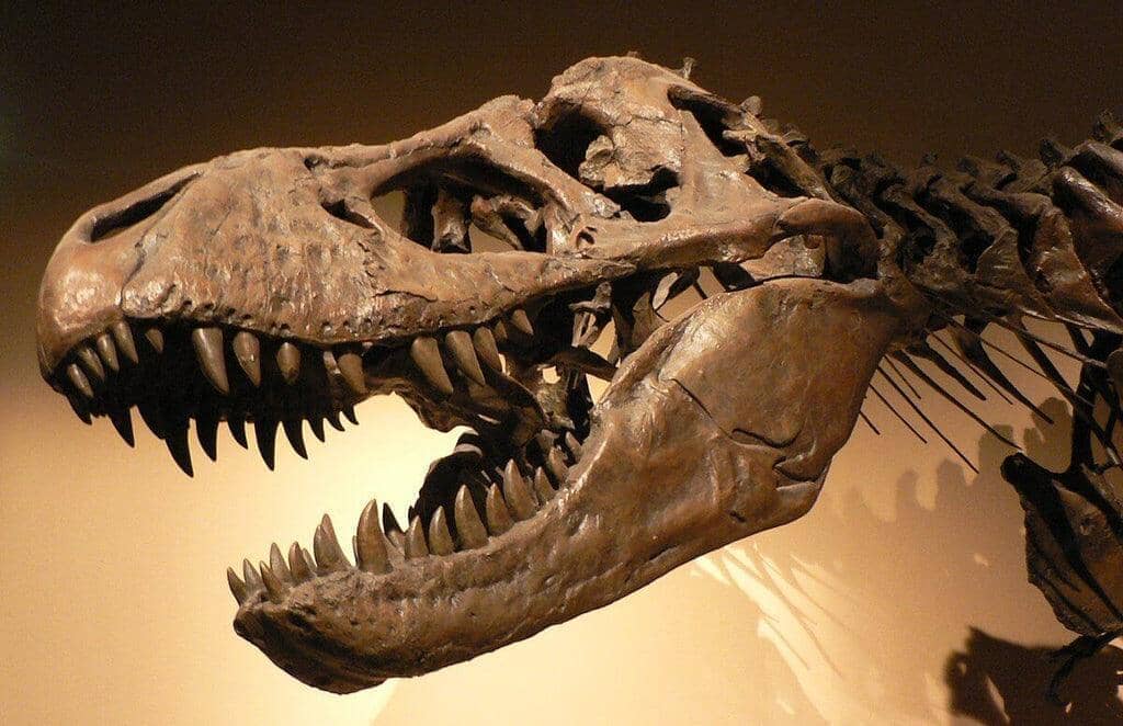 Dinosaur Bones