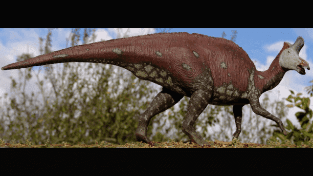 Lambeosaurus Fossils for Sale - Get At The Lowest Prices!