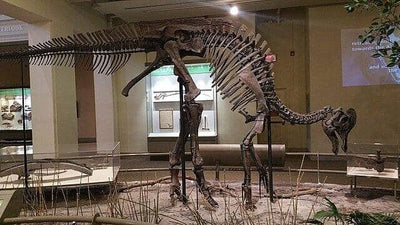 Everything To Know About Lambeosaurus Fossils