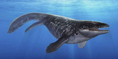 Everything To Know About Platecarpus Fossils