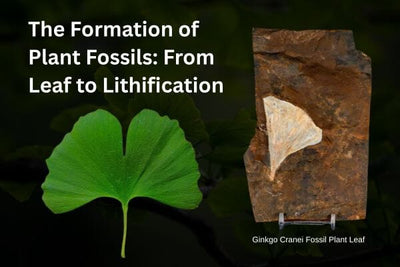 The Formation of Plant Fossils: From Leaf to Lithification