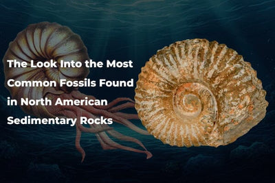 The Look Into the Most Common Fossils Found in North American Sedimentary Rocks