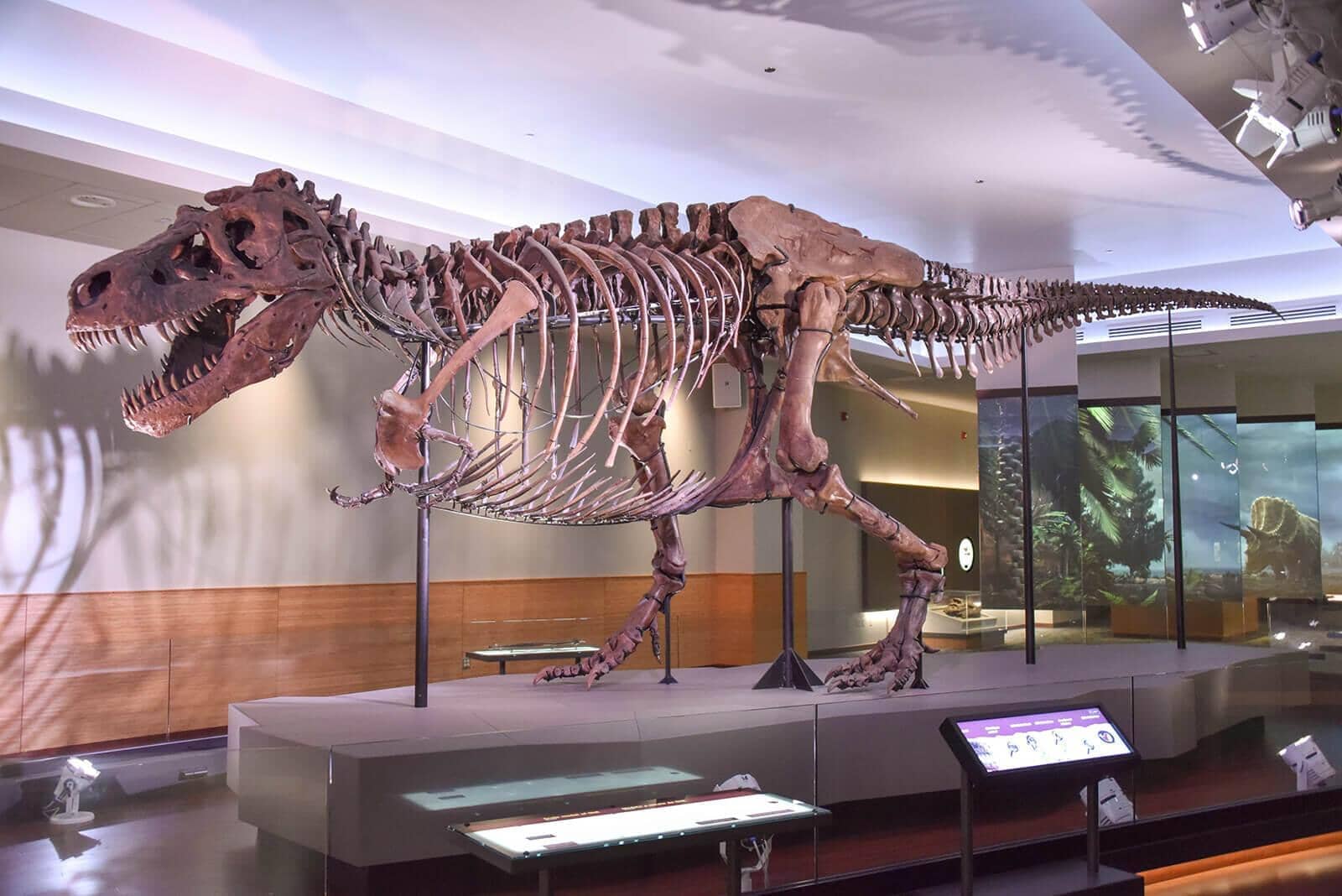 Tyrannosaurus Fossil
