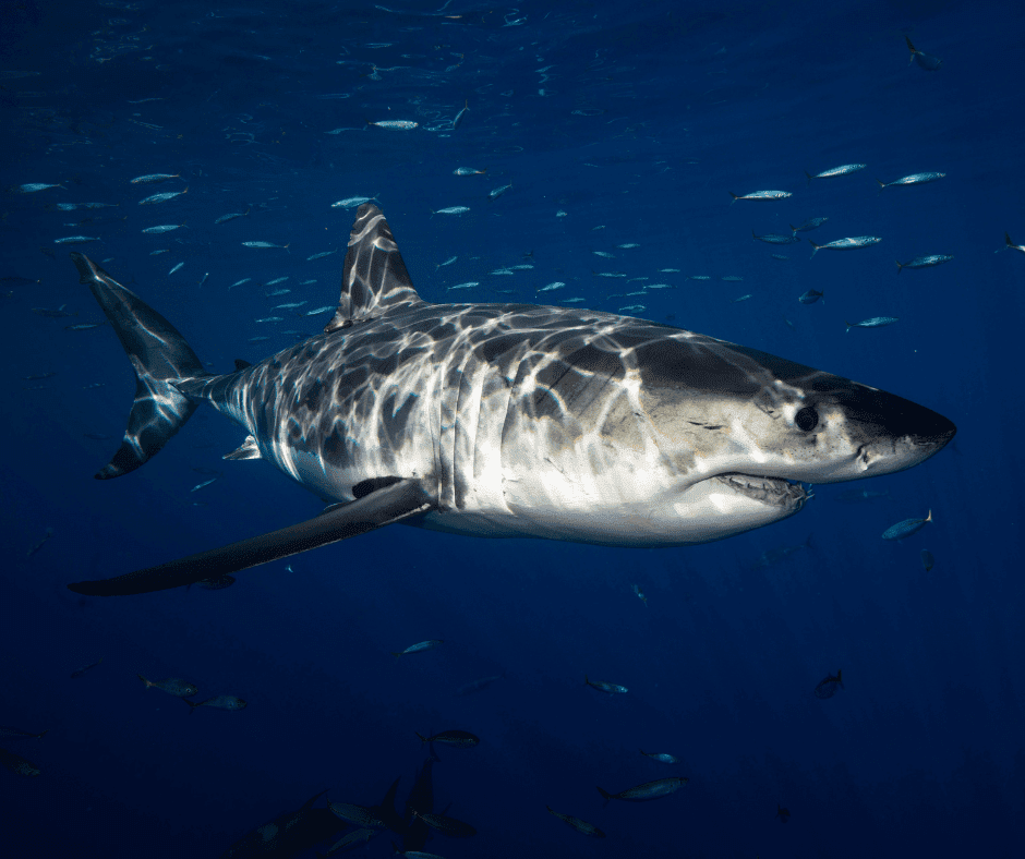 The Truth About The Large Shark Ever Lived!