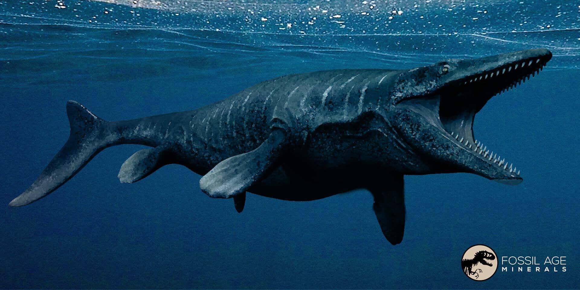 A Look at the Life Cycle of Ancient Fish Fossils
