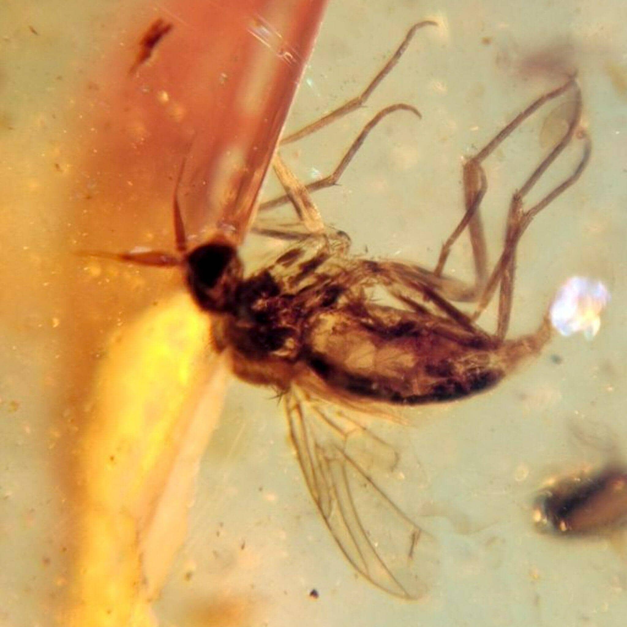 amber insect fossil