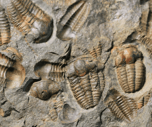 Facts And Information About Trilobite Fossils