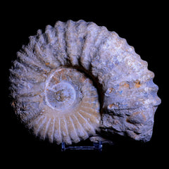Acanthoceras Ammonite Fossils