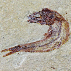 Scombroclupea Fish Fossils