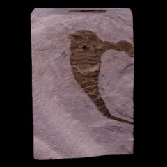Eurypterid Fossil Collection