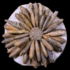 Sea Urchin Fossil Collection