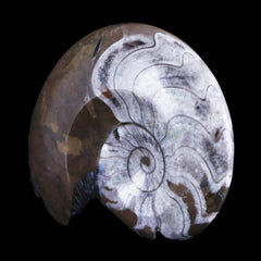 Goniatite Ammonite Collection