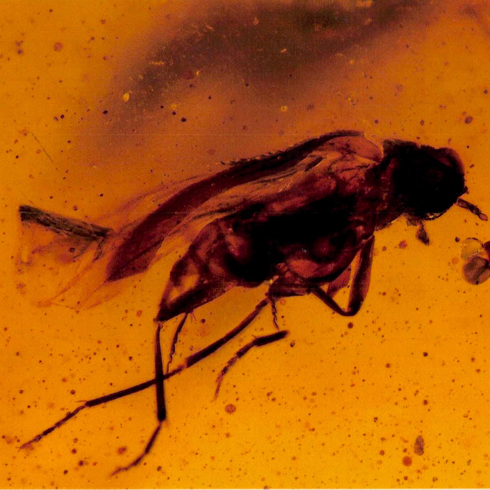Burmese Insect Amber Diptera Mosquito Fly And Wasp Fossil Cretaceous Dinosaur Age