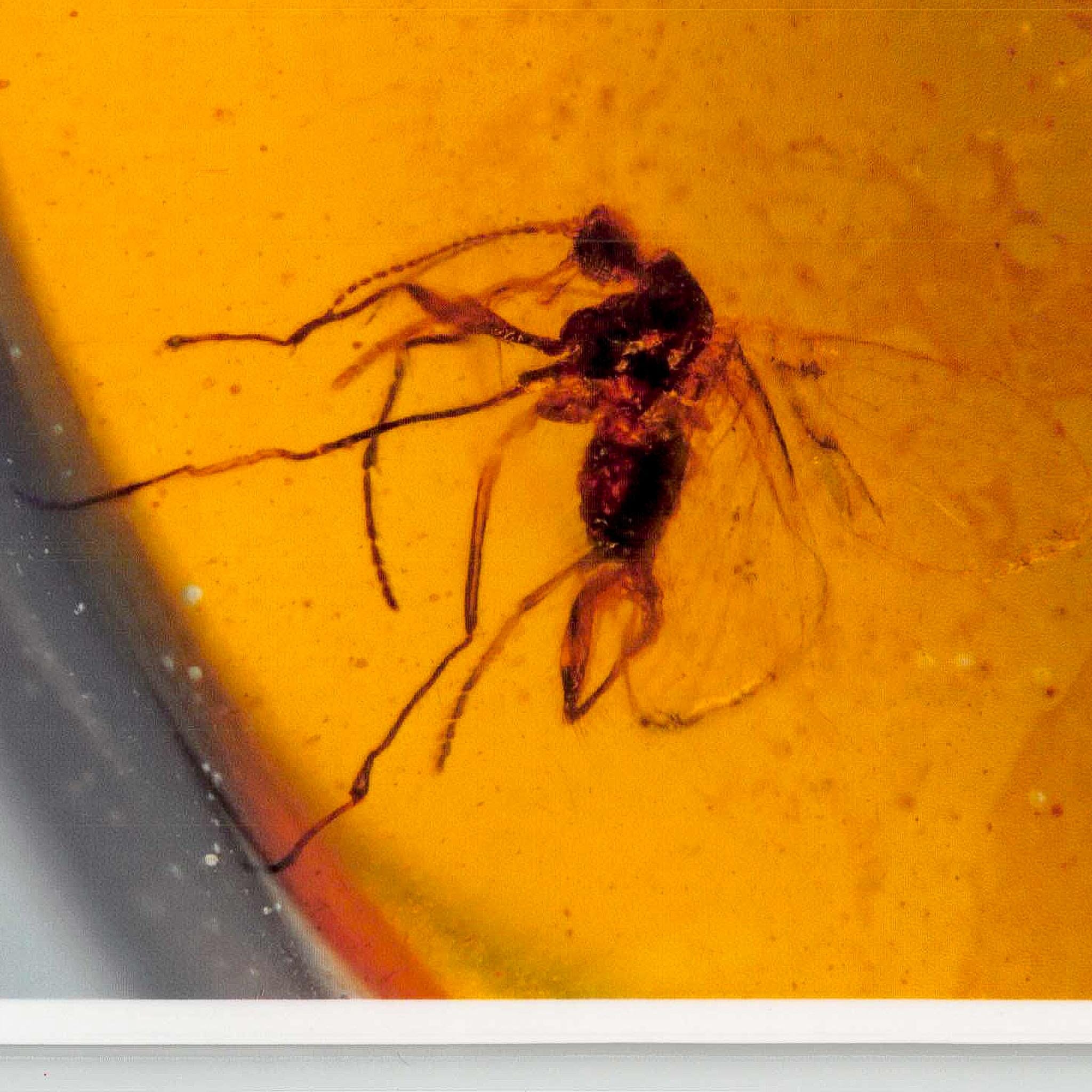 Burmese Insect Amber Diptera Mosquito Fly And Wasp Fossil Cretaceous Dinosaur Age