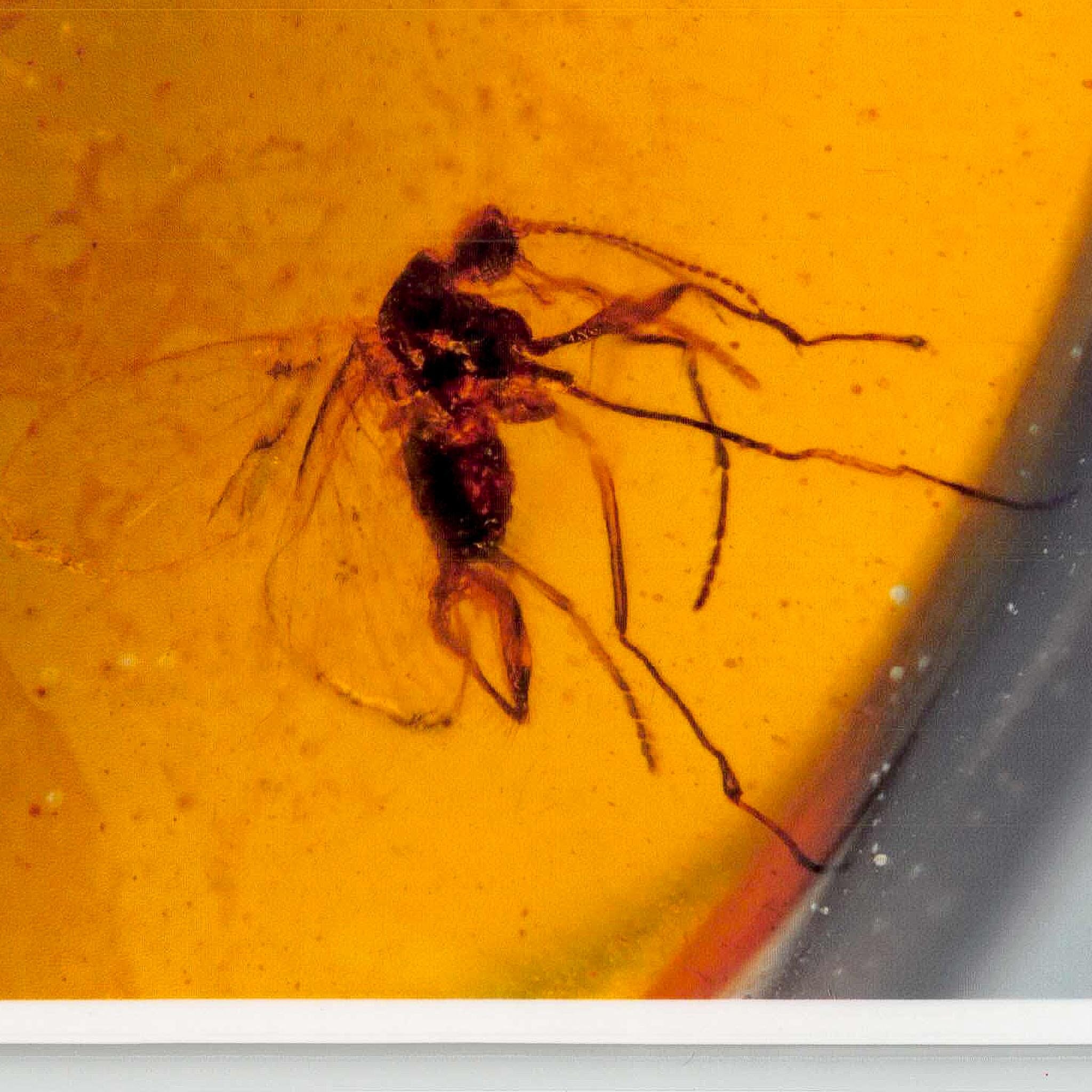 Burmese Insect Amber Diptera Mosquito Fly And Wasp Fossil Cretaceous Dinosaur Age