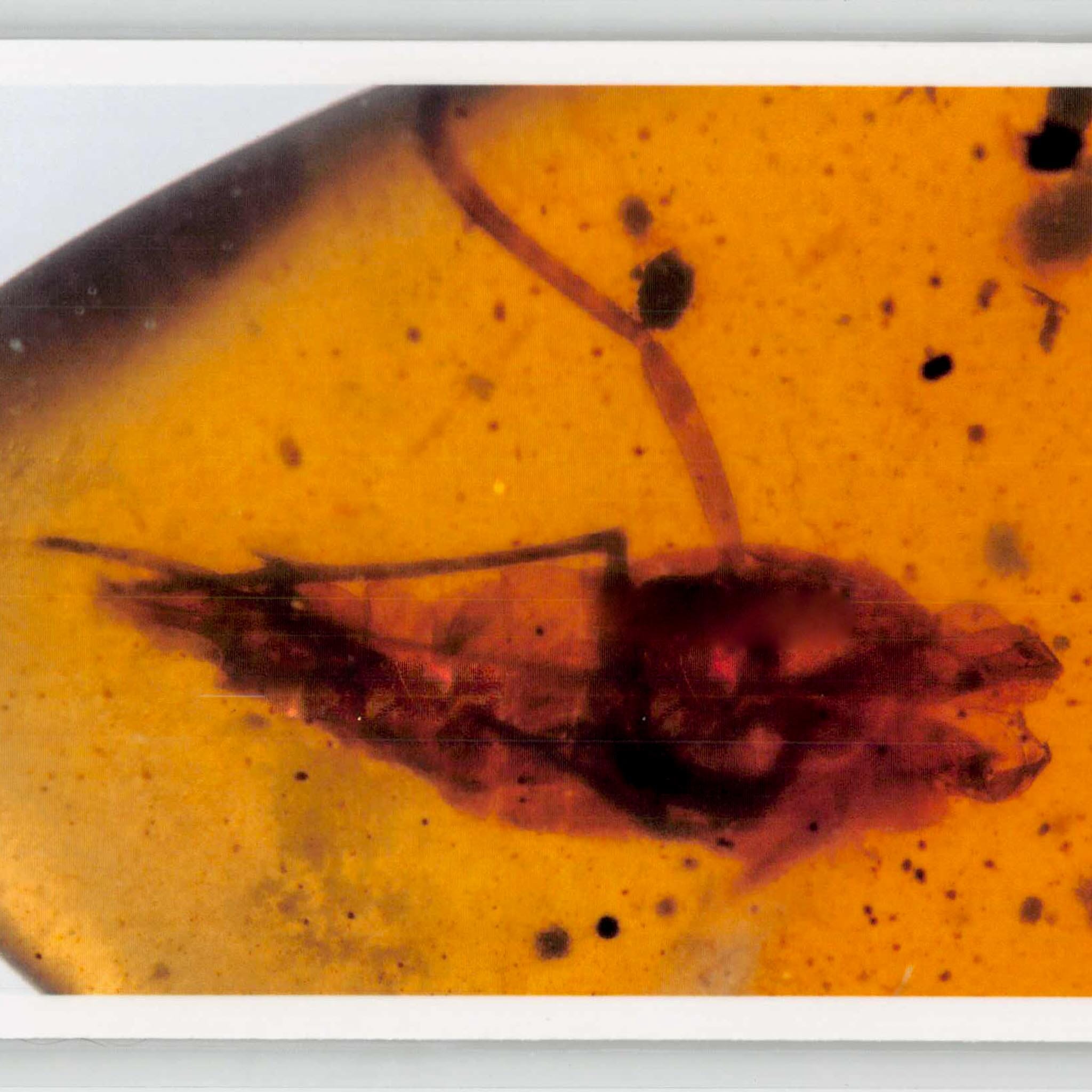 Burmese Insect Amber Unknown Flying Fossil Cretaceous Bermite Dinosaur Age