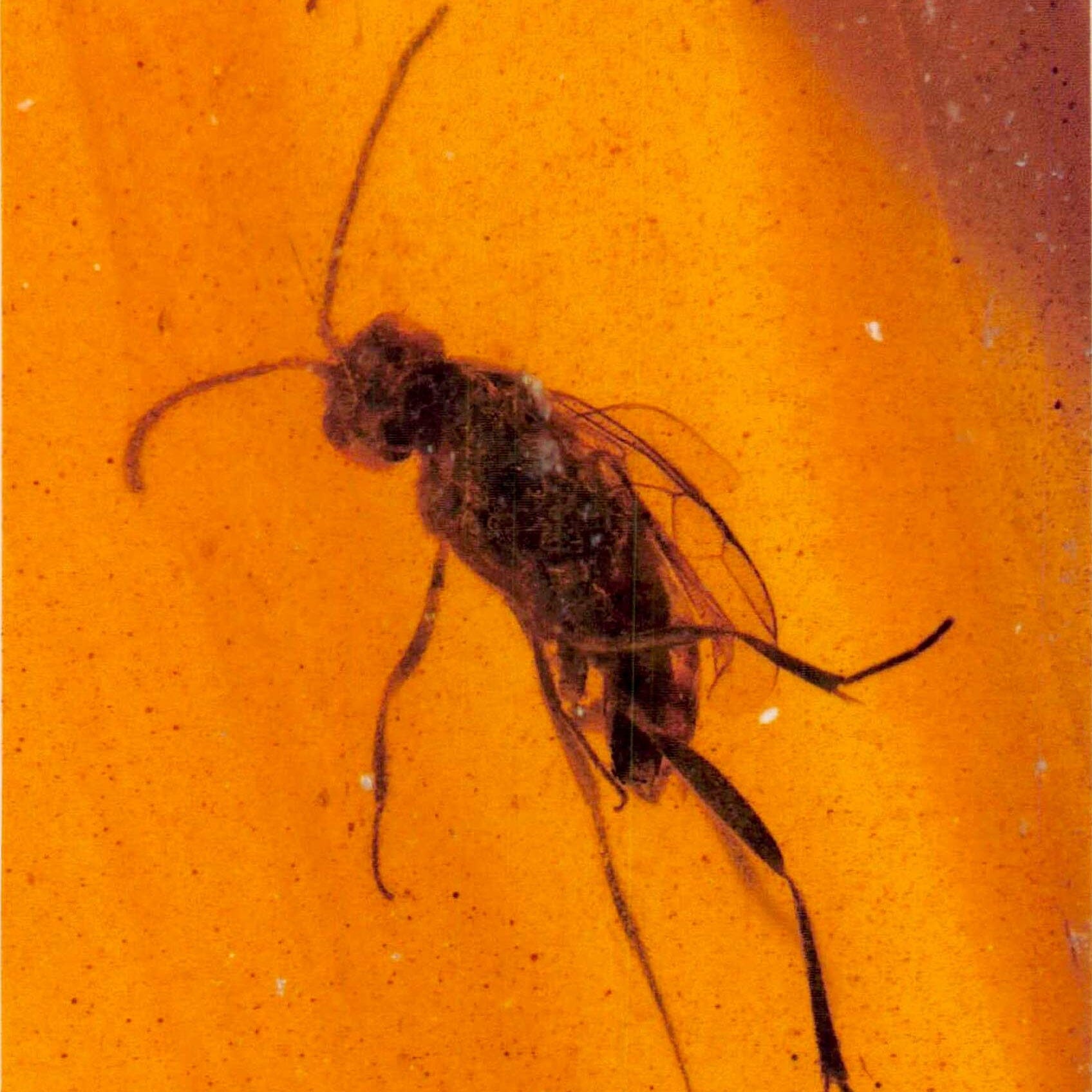 Burmese Insect Amber Hymenoptera Wasp Bee Fossil Cretaceous Dinosaur Age