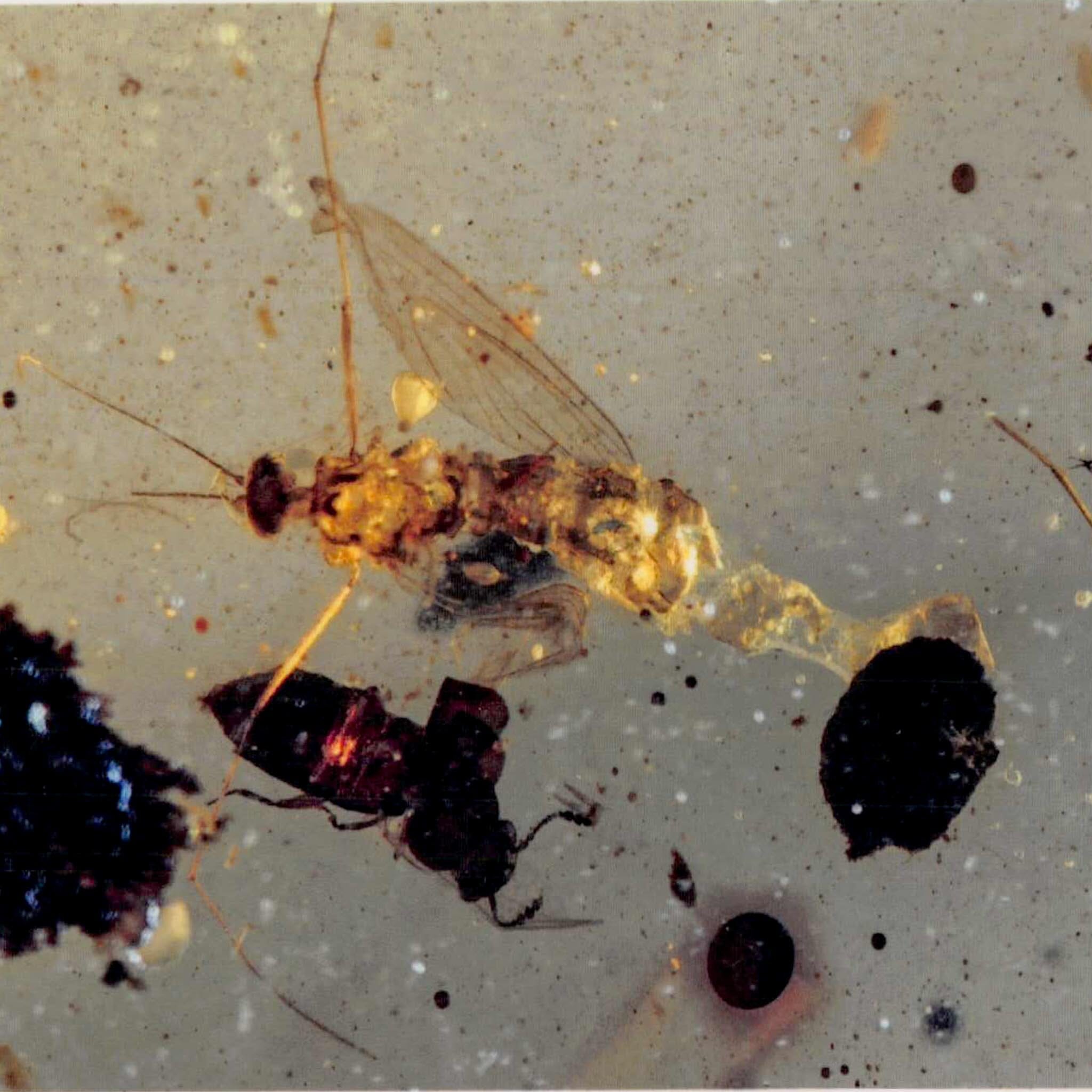 Burmese Insect Amber Mosquito Fly And Wasp Fossil Cretaceous Dinosaur Age