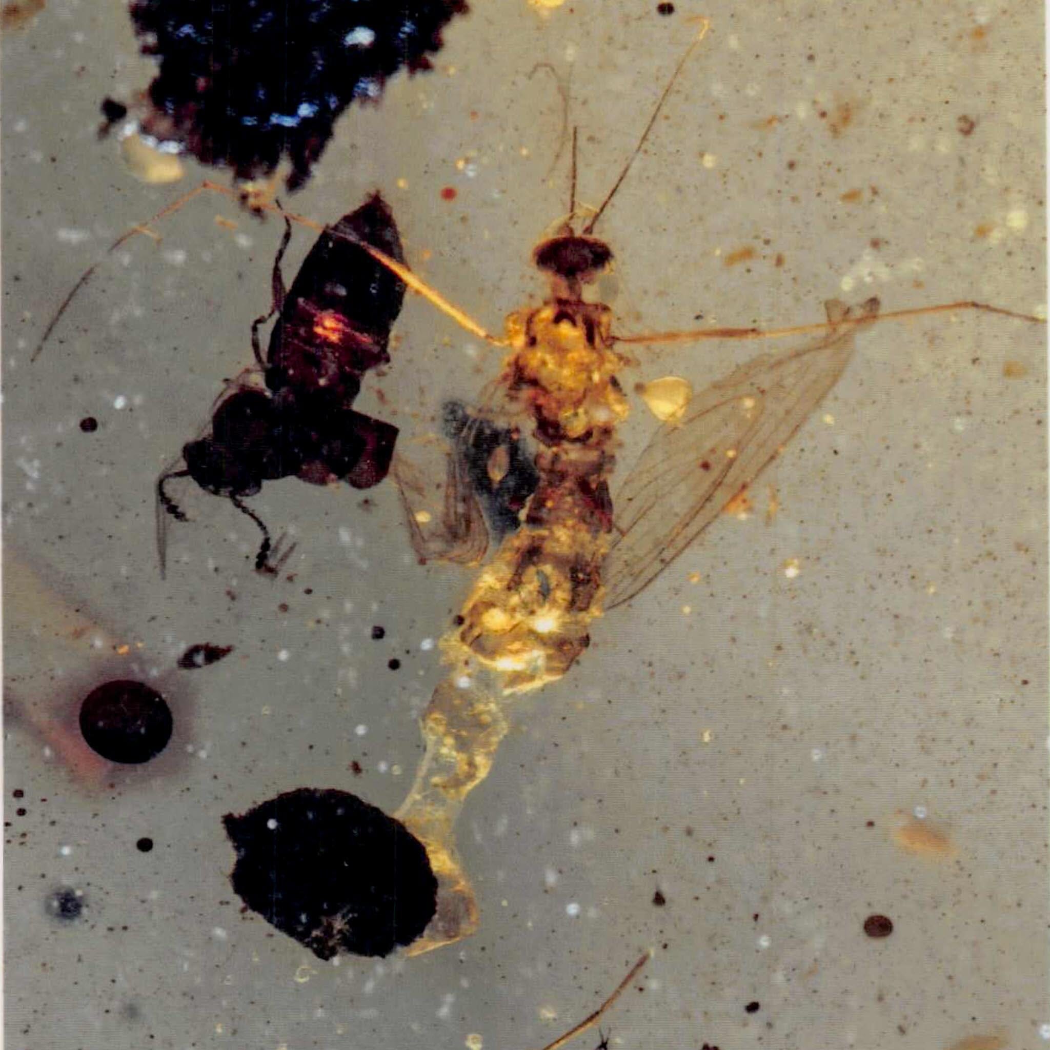 Burmese Insect Amber Mosquito Fly And Wasp Fossil Cretaceous Dinosaur Age