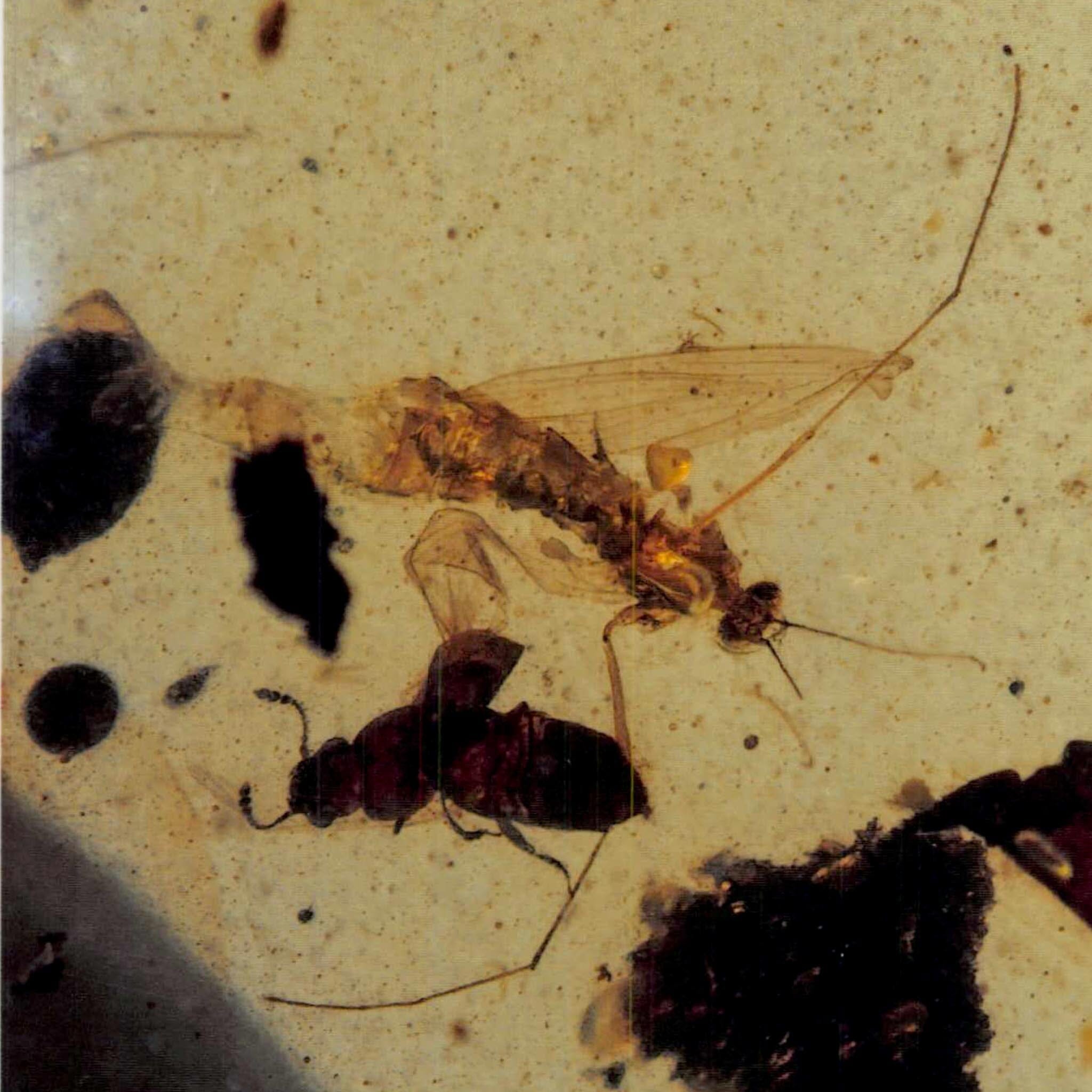 Burmese Insect Amber Mosquito Fly And Wasp Fossil Cretaceous Dinosaur Age