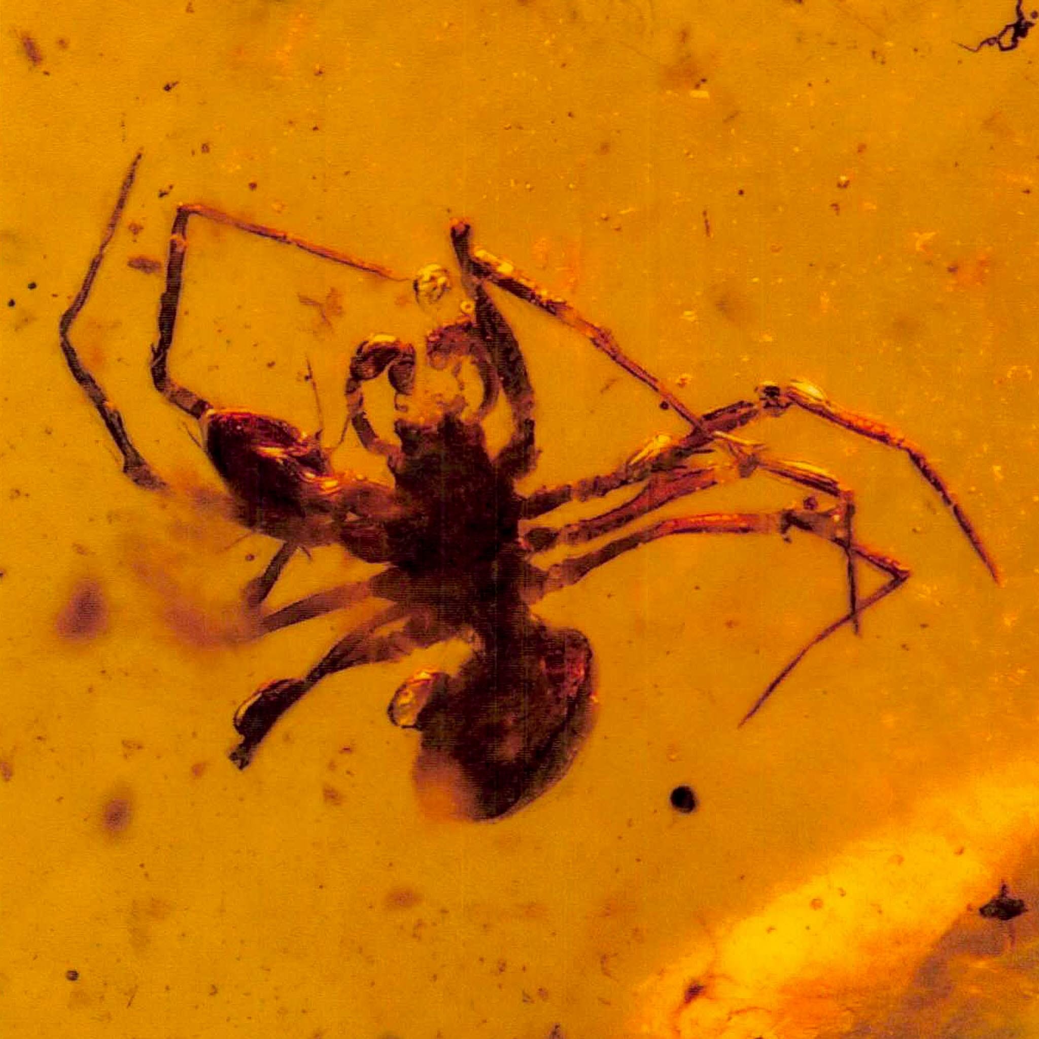 Burmese Insect Amber Arachnida Spider And Tick Fossil Burmite Cretaceous Dinosaur Age