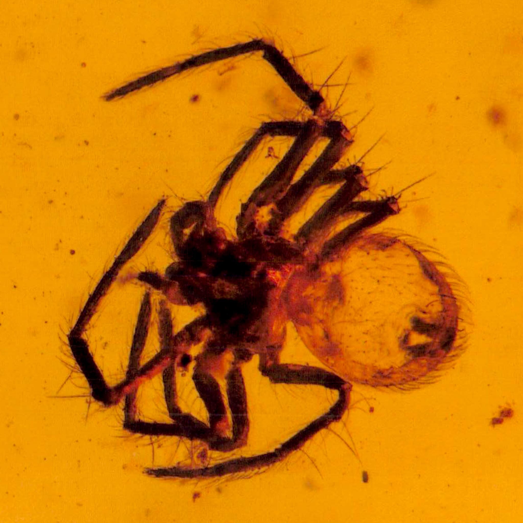 Burmese Insect Amber Arachnida Spider Fossil Burmite Cretaceous Dinosaur Age