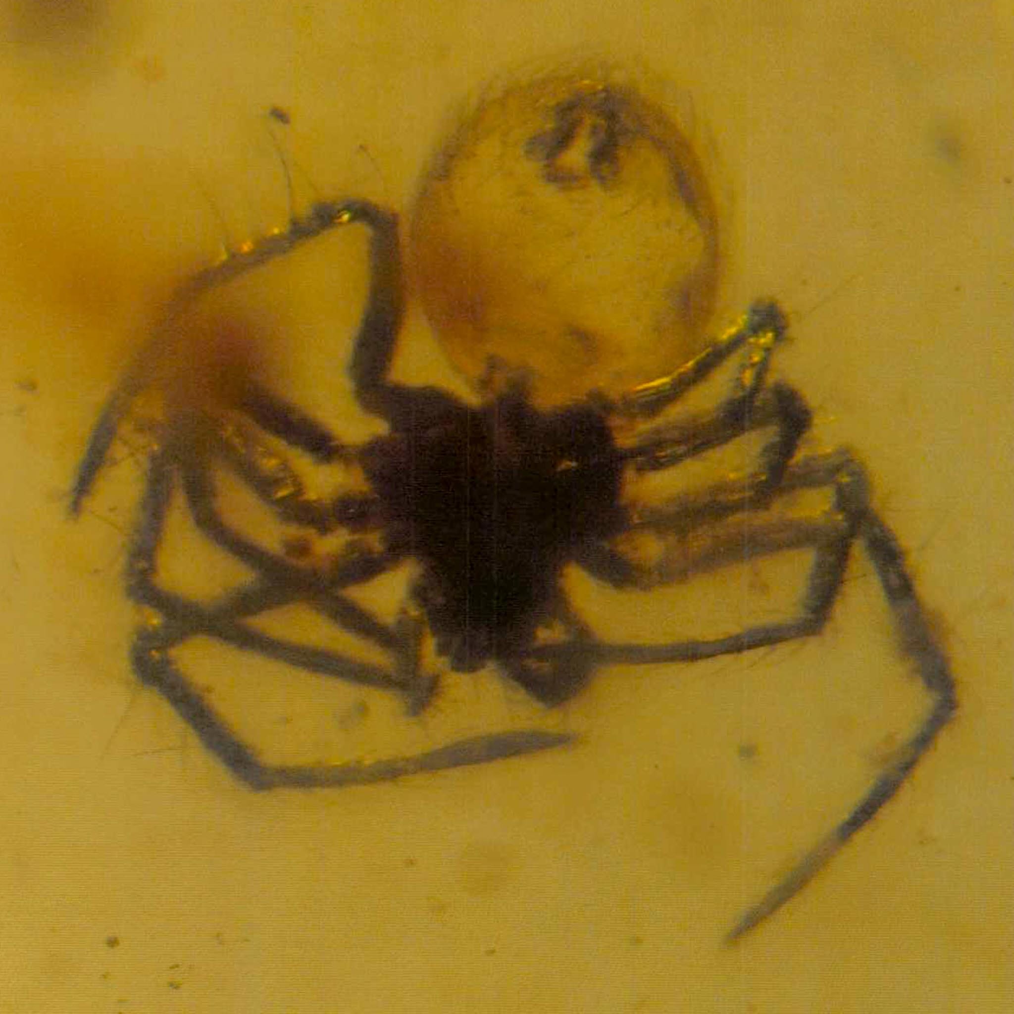 Burmese Insect Amber Arachnida Spider Fossil Burmite Cretaceous Dinosaur Age