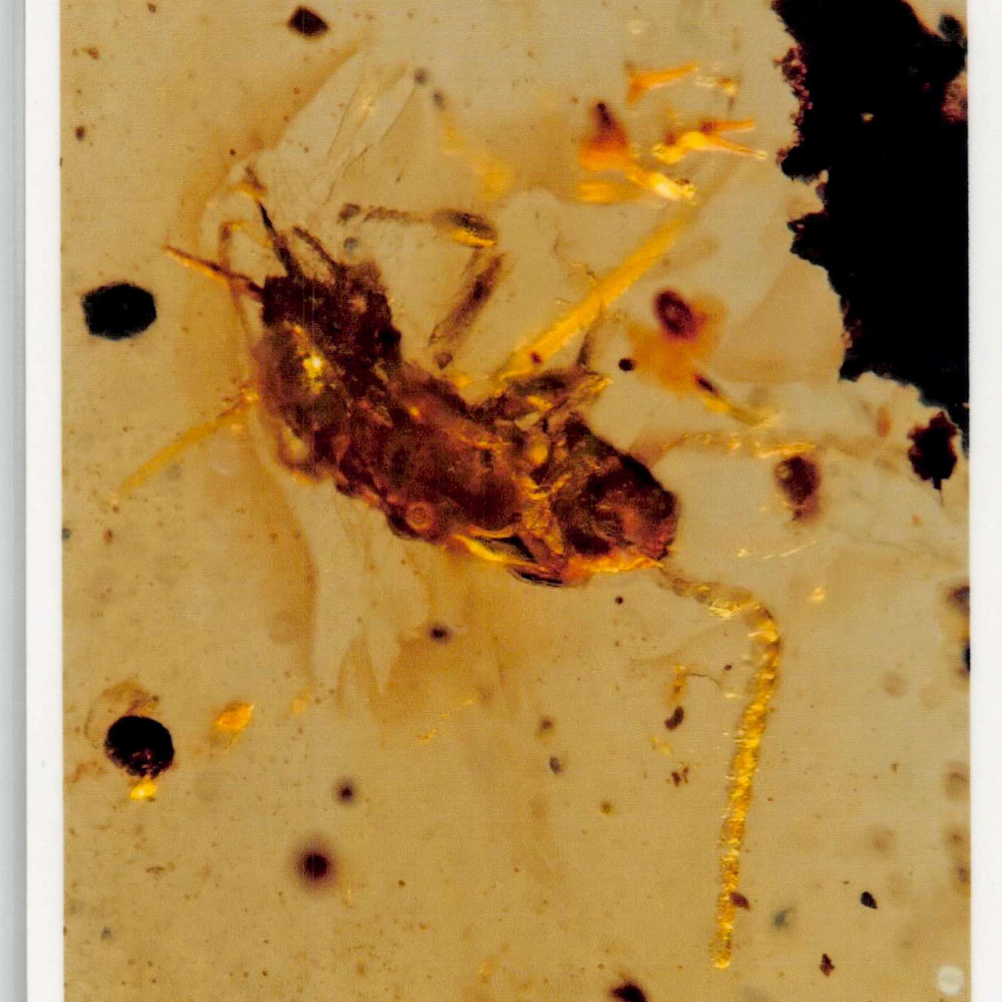 Burmese Insect Amber Cockroach Insect Fossil Burmite Cretaceous Age