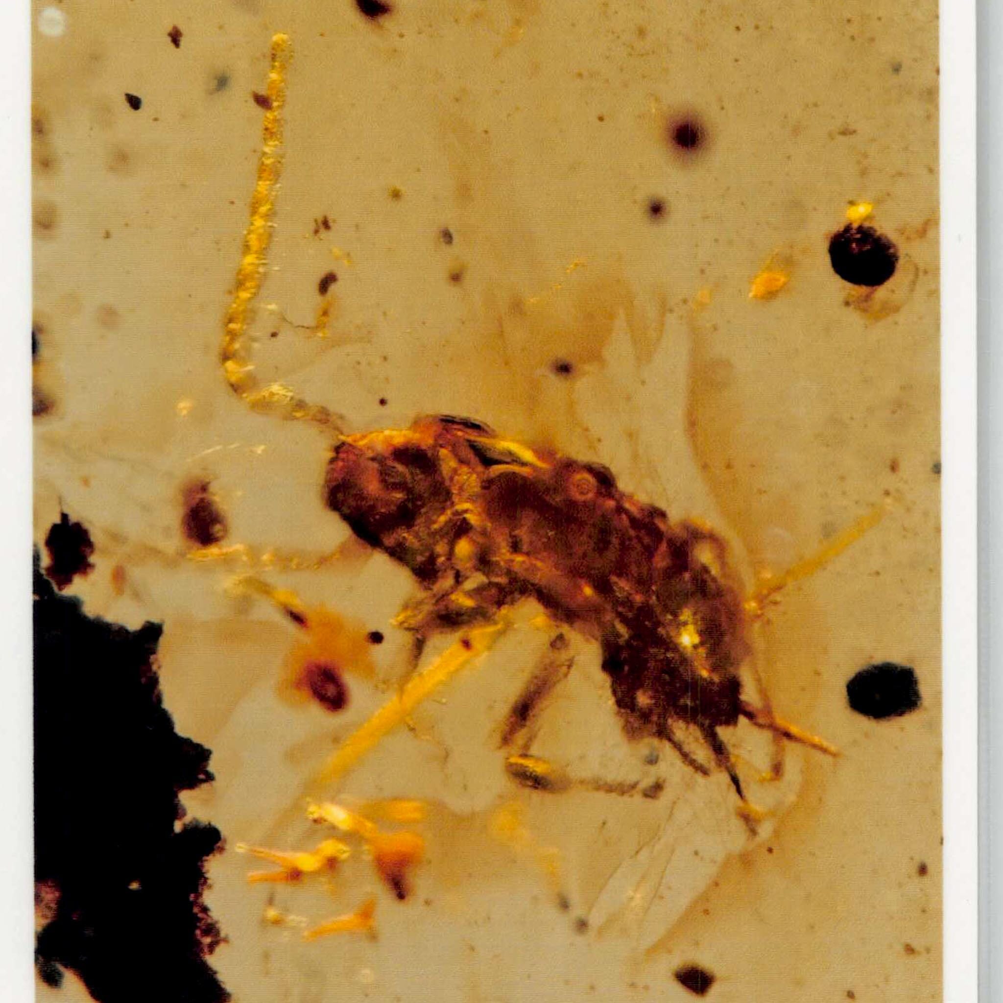 Burmese Insect Amber Cockroach Insect Fossil Burmite Cretaceous Age