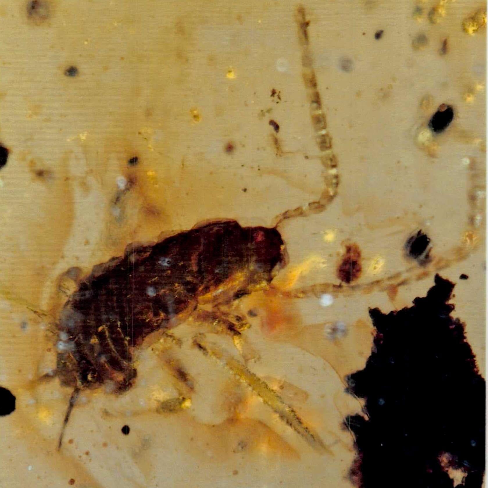 Burmese Insect Amber Cockroach Insect Fossil Burmite Cretaceous Age