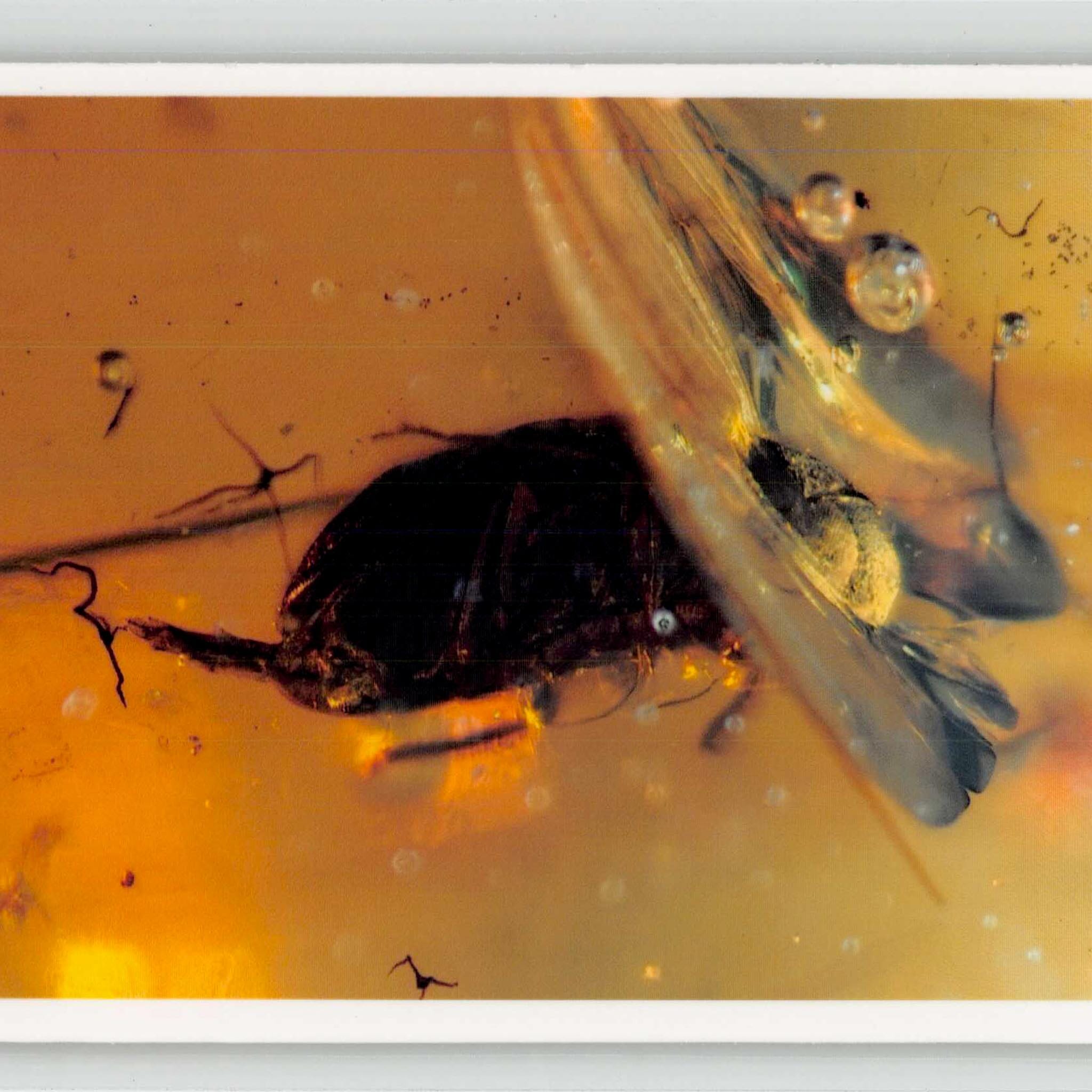 Burmese Insect Amber Coleoptera Beetle And Unknown Bug Fossil Cretaceous Age