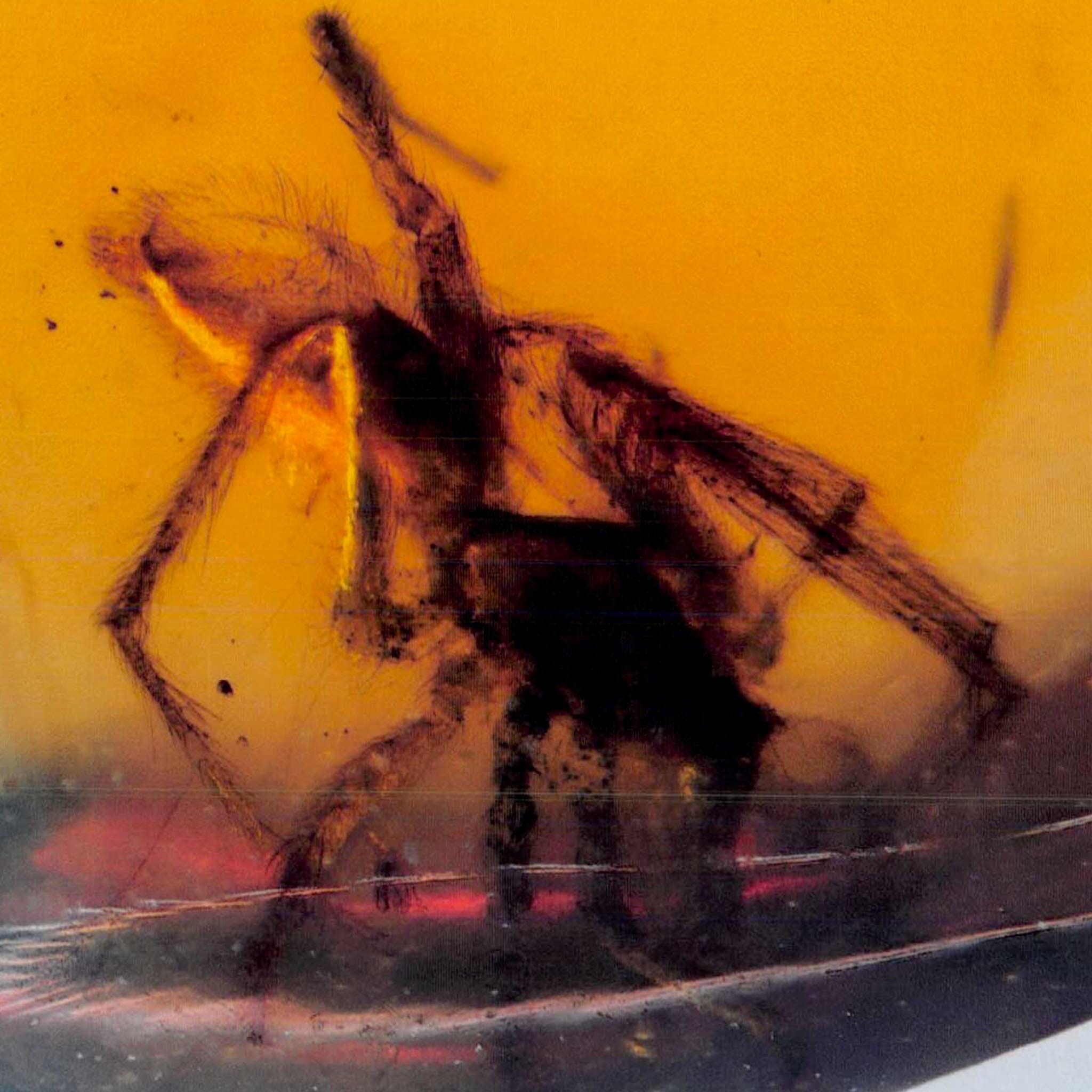 Burmese Insect Amber Arachnida Spider Fossil Burmite Cretaceous Dinosaur Age