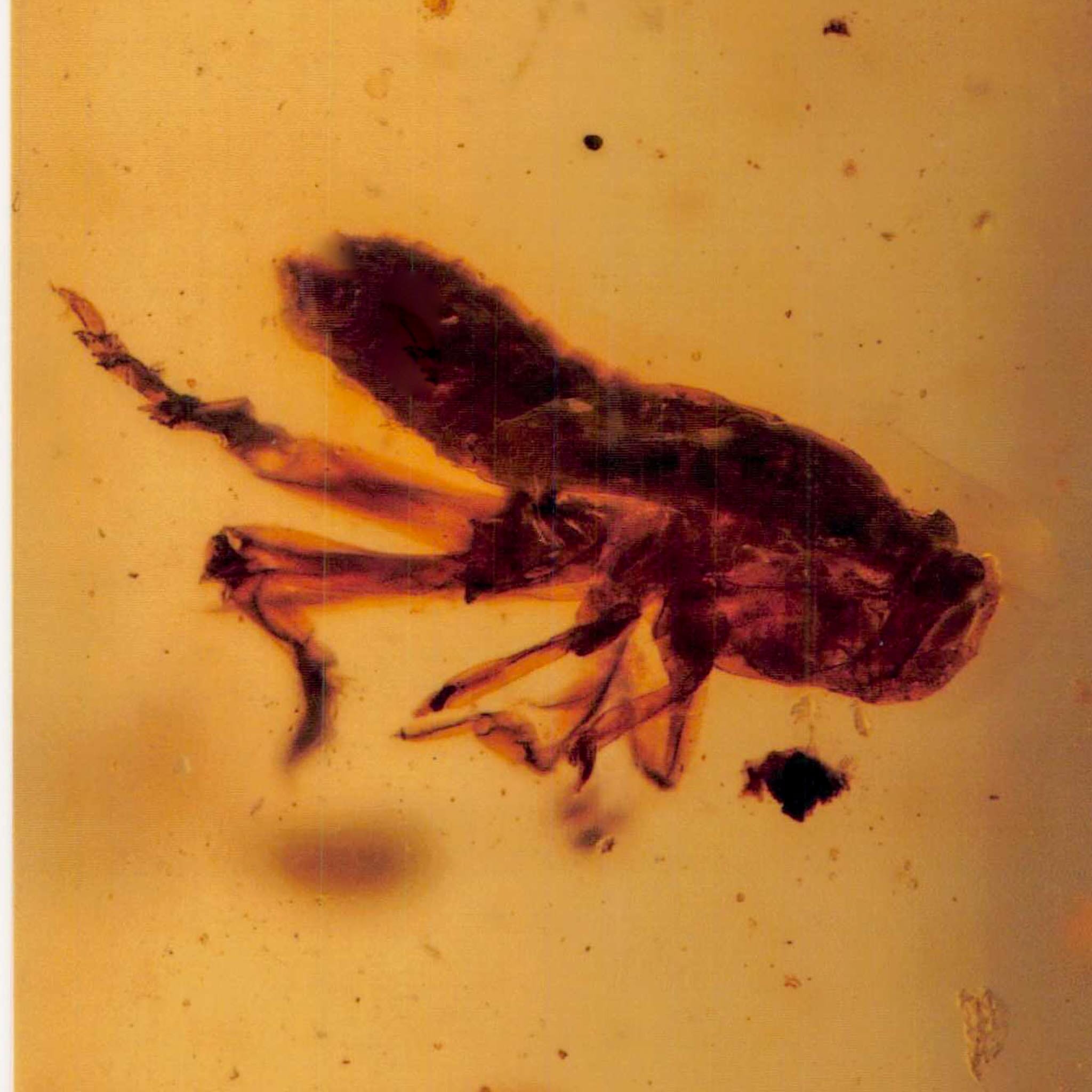 Burmese Insect Amber Grasshopper Fossil Burmite Cretaceous Dinosaur Age