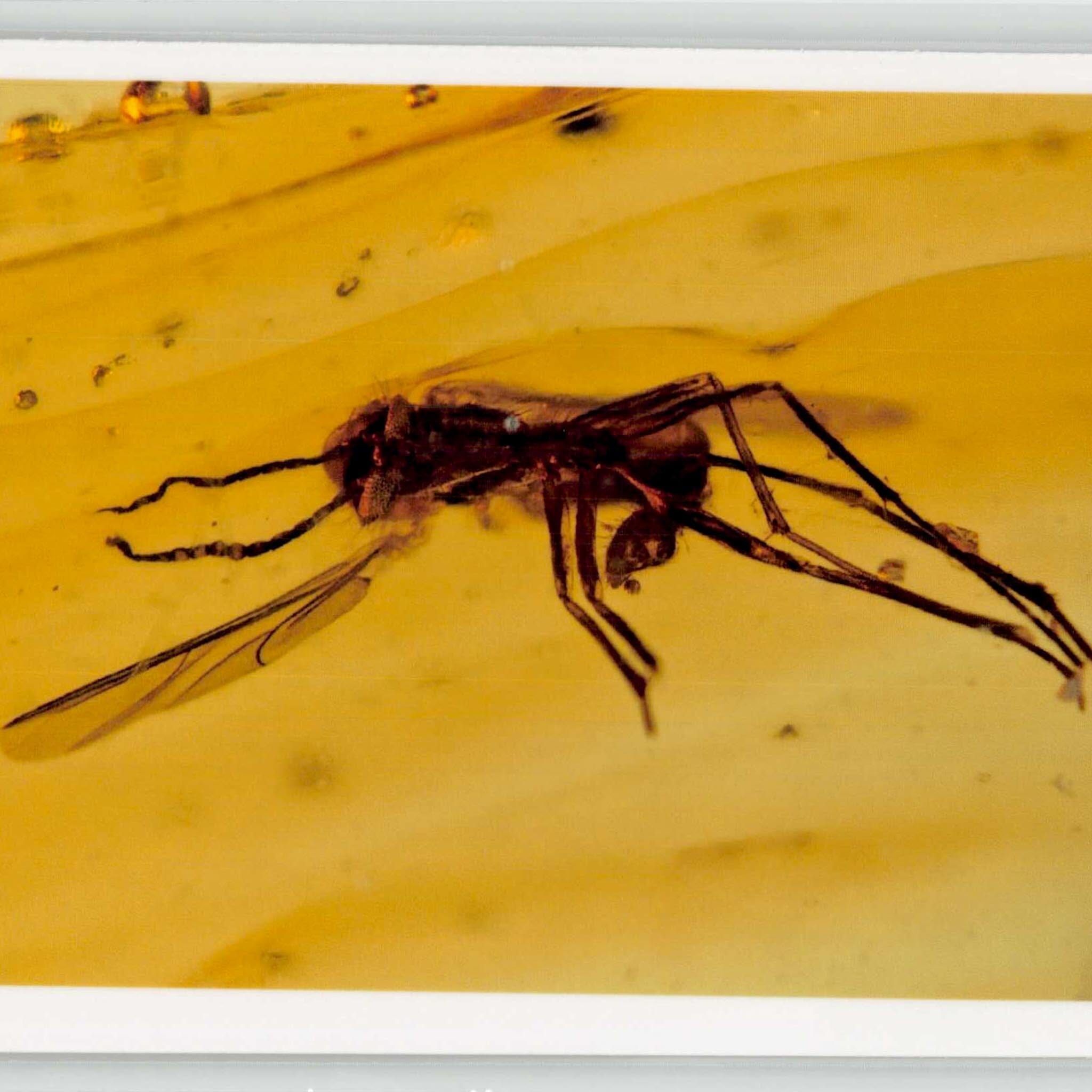 Burmese Insect Amber Diptera Mosquito Fly And Unknown Bug Fossil Dinosaur Age
