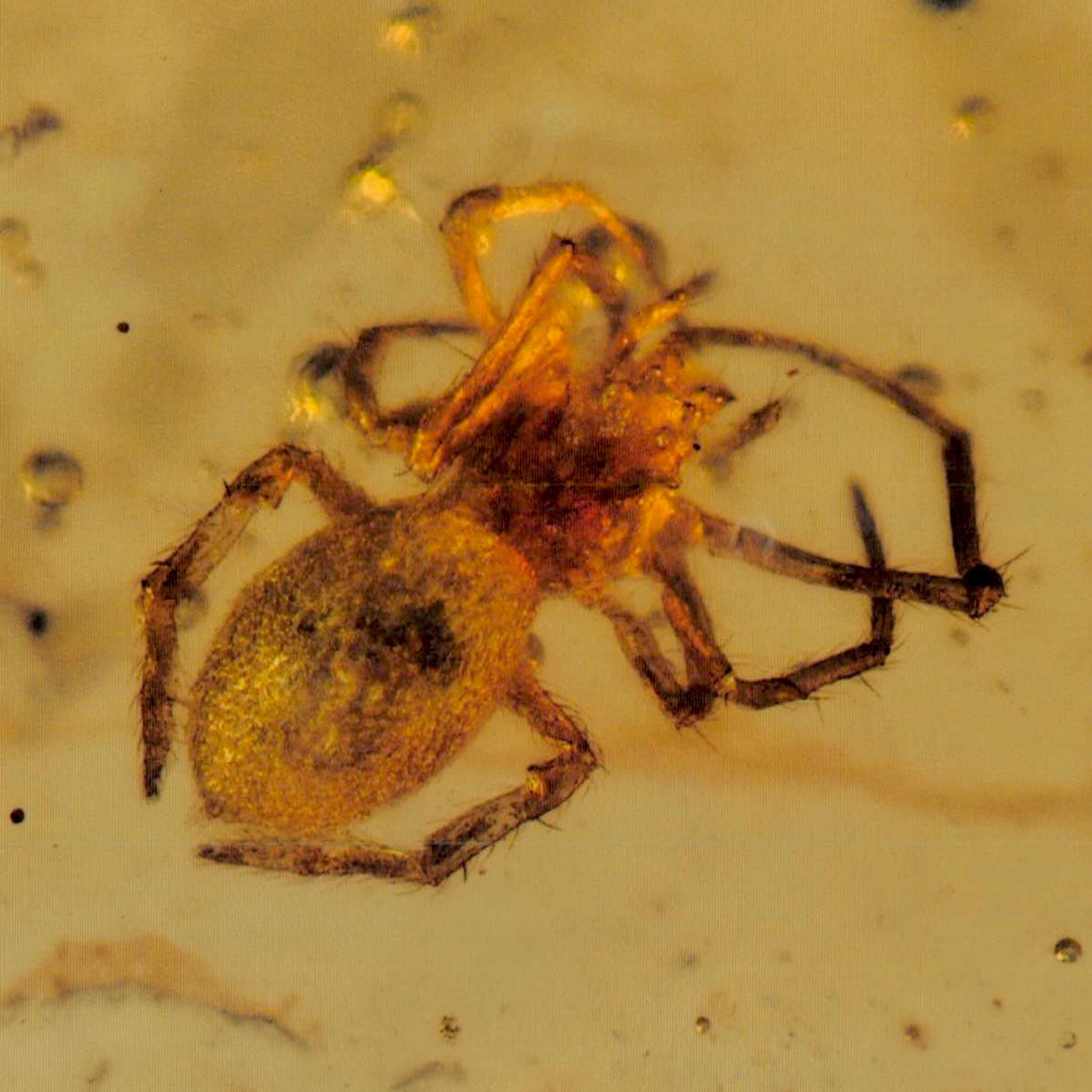 Burmese Insect Amber Arachnida Spider Fossil Burmite Cretaceous Dinosaur Age