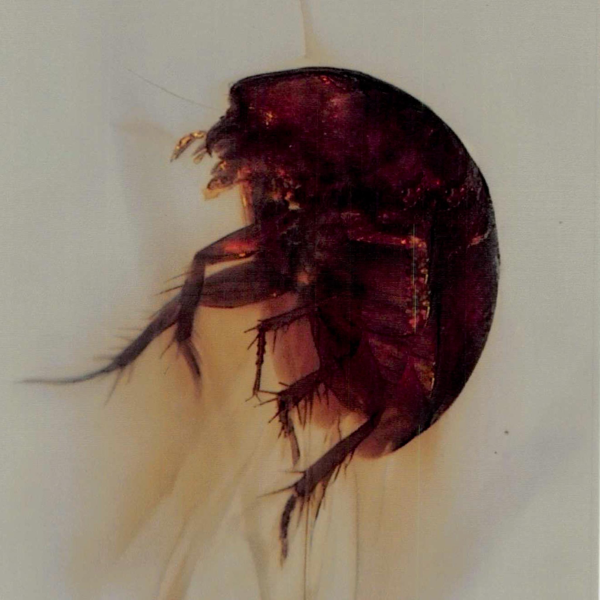 Burmese Insect Amber Coleoptera Beetle Bug Fossil Cretaceous Bermite Dinosaur Age
