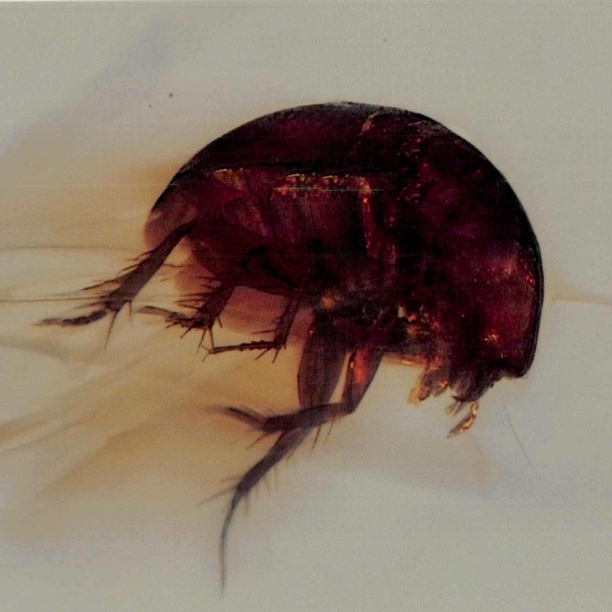 Burmese Insect Amber Coleoptera Beetle Bug Fossil Cretaceous Bermite Dinosaur Age