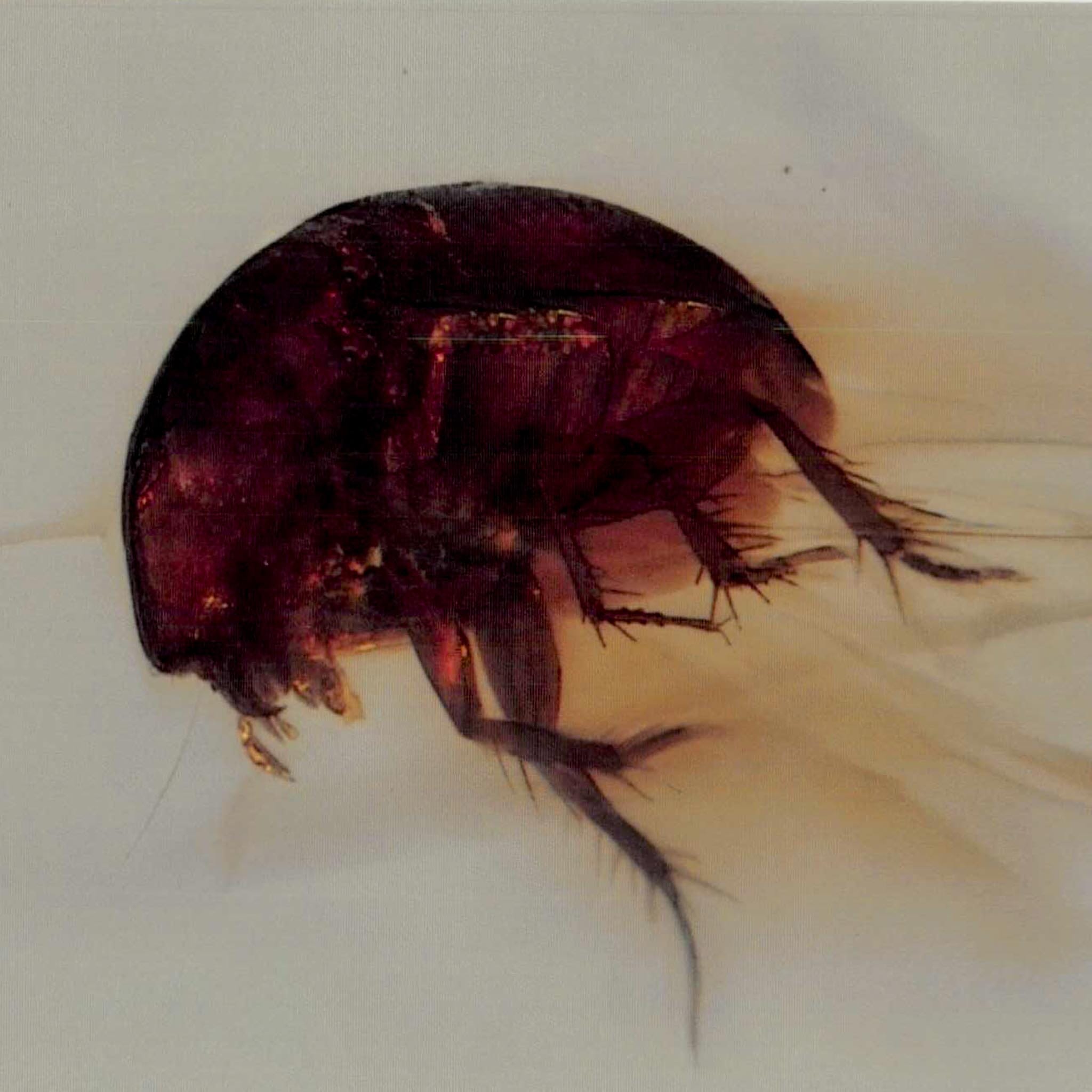 Burmese Insect Amber Coleoptera Beetle Bug Fossil Cretaceous Bermite Dinosaur Age