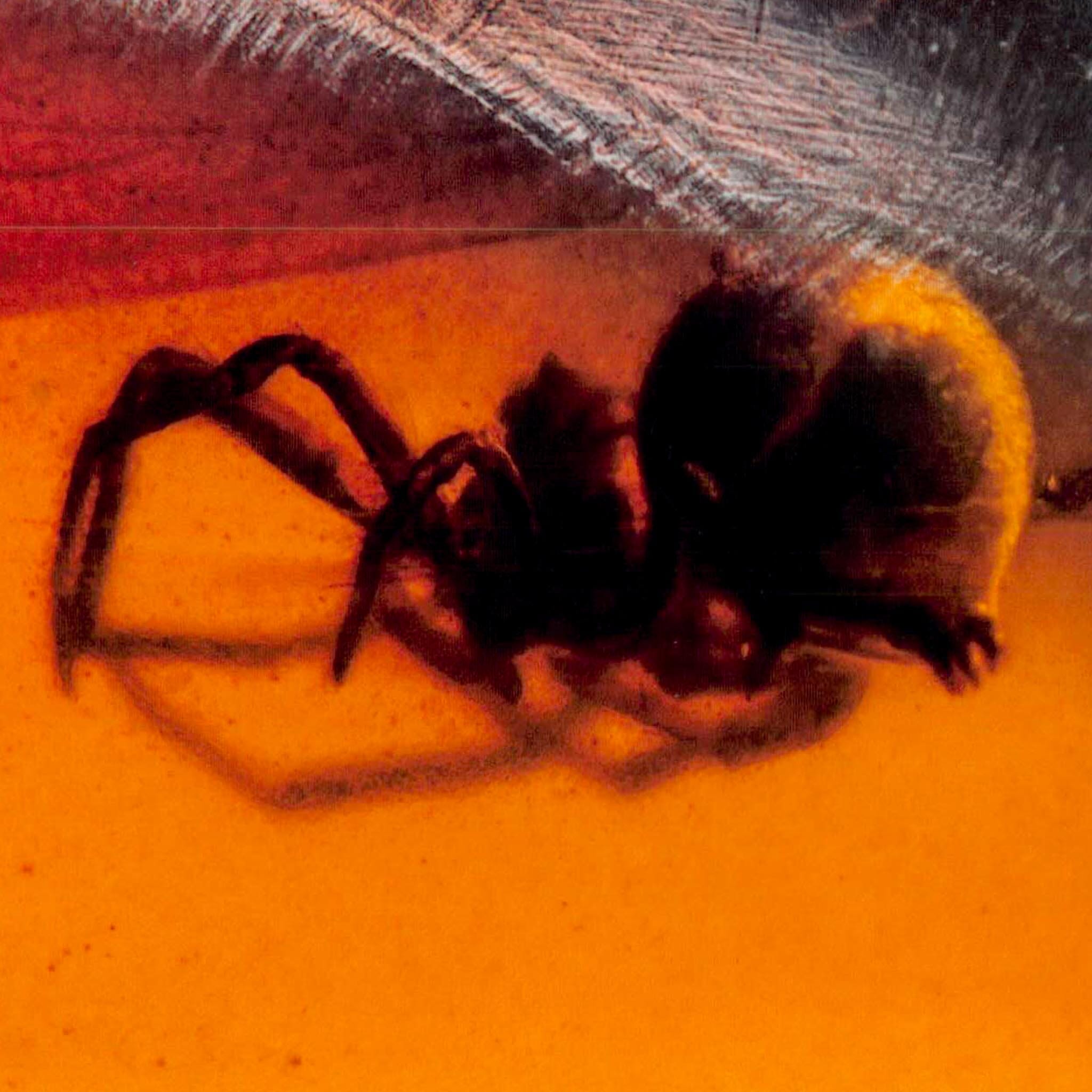 Burmese Insect Amber Arachnida Spider Fossil Burmite Cretaceous Dinosaur Age