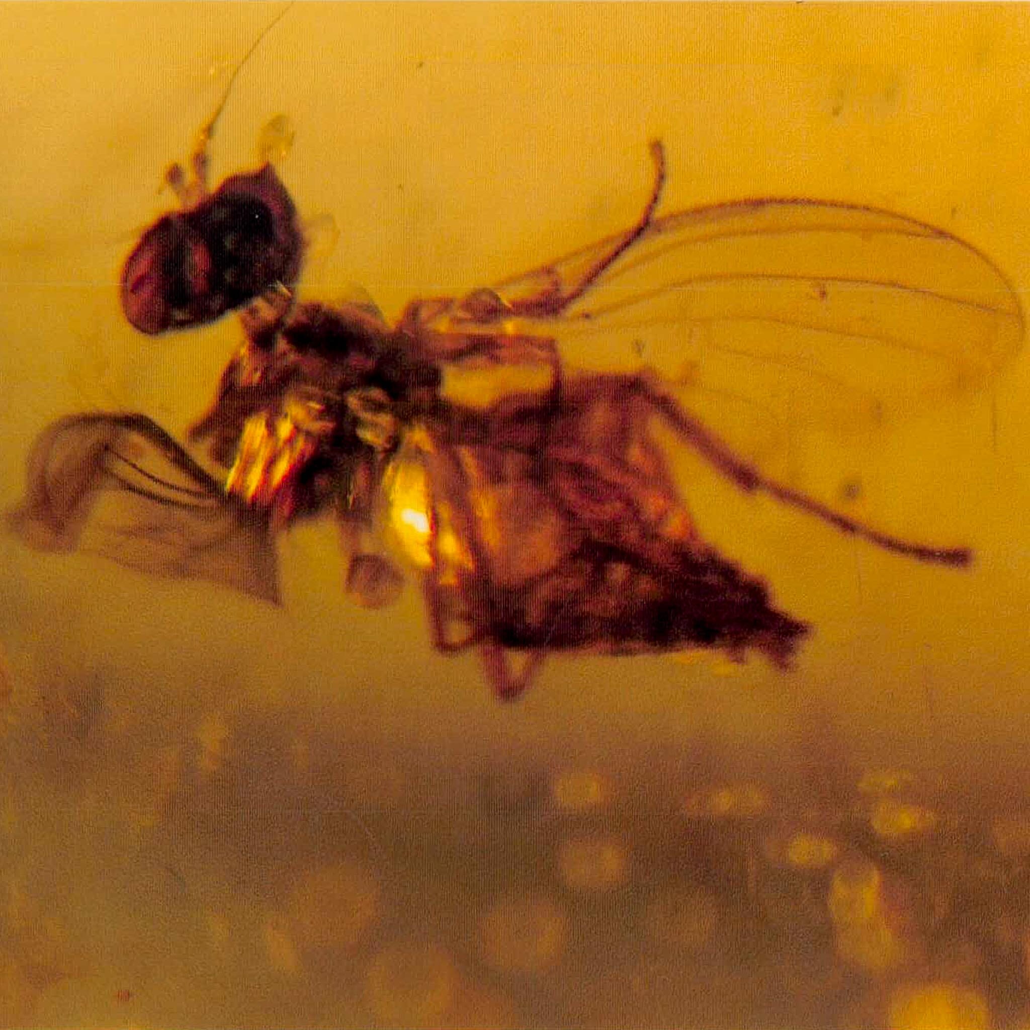 Burmese Insect Amber Hymenoptera Wasp Bee Fossil Cretaceous Dinosaur Age