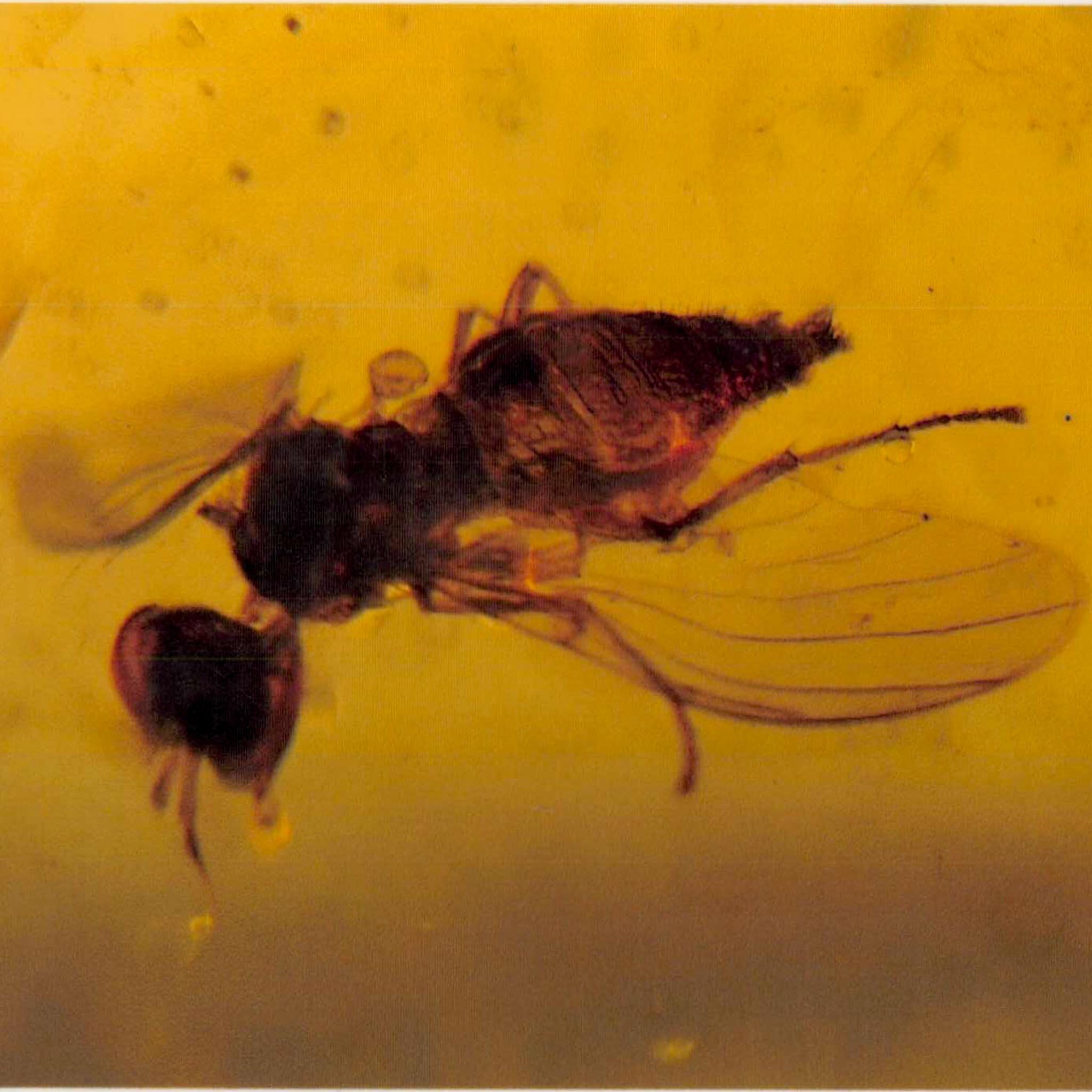 Burmese Insect Amber Hymenoptera Wasp Bee Fossil Cretaceous Dinosaur Age